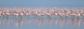 Colony of Flamingos on the Natron lake. Royalty Free Stock Photo