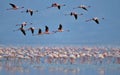 Colony of Flamingos on the Natron lake. Royalty Free Stock Photo