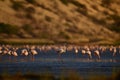 Colony of Flamingos on the Natron lake.Lesser Flamingo Scientific name: Phoenicoparrus minor. Tanzania Africa.