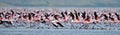 Colony of Flamingos on the Natron lake. Royalty Free Stock Photo