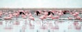 Flamingos in flight. Flying flamingos over the water of Natron Lake. Royalty Free Stock Photo