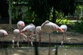 The colony of flamingos stand on the pool