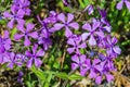 Colony of a Forest Phlox Ã¢â¬â Phlox divaricate