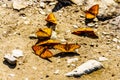 Freija Fritillary on Tod Mountain in British Columbia, C