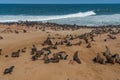 Colony of fur seals at Cape Cross at the skelett coastline of Namibia at the Atlantic Ocean Royalty Free Stock Photo