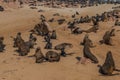 Colony of fur seals at Cape Cross at the skelett coastline of Namibia at the Atlantic Ocean Royalty Free Stock Photo