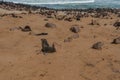 Colony of fur seals at Cape Cross at the skelett coastline of Namibia at the Atlantic Ocean Royalty Free Stock Photo