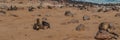 Colony of fur seals at Cape Cross at the skelett coastline of Namibia at the Atlantic Ocean, panorama Royalty Free Stock Photo