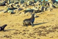 Colony of fur seals