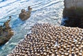 Colony of gannets