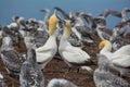Colony of gannets in Cape Kidnappers
