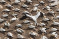 Colony of gannets nesting on cliffs