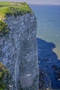 Colony of Gannets nesting on vertical cliff face with birds wheeling around over the ocean at Bempton Cliffs, Yorkshire Royalty Free Stock Photo