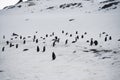 Gentoo Penguin Colony, Antarctica Travel, Adventure Royalty Free Stock Photo