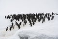 Gentoo Penguin Colony, Antarctica Travel, Adventure Royalty Free Stock Photo