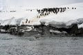 Gentoo Penguin Colony, Antarctica Travel, Adventure Royalty Free Stock Photo