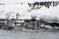 Gentoo Penguin Colony, Antarctica Travel, Adventure Royalty Free Stock Photo