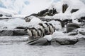 Gentoo Penguin Colony, Antarctica Adventure Royalty Free Stock Photo