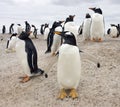 Colony of Gentoo Penguins - Falkland Islands Royalty Free Stock Photo