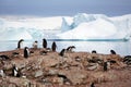 Colony of gentoo penguins in Paradise Bay, Antarctica Royalty Free Stock Photo