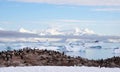 Colony of gentoo penguins in Paradise Bay, Antarctica Royalty Free Stock Photo
