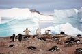 Colony of gentoo penguins in Paradise Bay, Antarctica Royalty Free Stock Photo