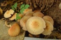 A Colony of Gilled Mushrooms of Agaricus Species Royalty Free Stock Photo