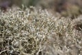 Colony Of Gray Lichens Cladonia Rangiferina In A Pine Forest.