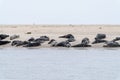 Colony of gray seals basking in the sun on a sand bank in western Denmark Royalty Free Stock Photo