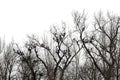 A colony of Great blue herons Adrea herodias nesting on the tree tops by the river in British Columbia, Canada Royalty Free Stock Photo