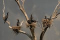 Colony of great cormorants