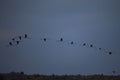 A colony of greater flamingoes flying in a pattern