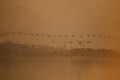 A colony of greater flamingoes flying in a pattern