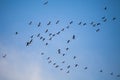 A colony of greater flamingoes flying in a pattern