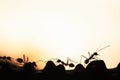 A colony of Green Ants having a conversation in a vine, abstract transparent of shape of ants at dusk, blur sunset background