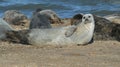 Colony of Grey Seals Basking on the Beach