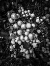 The colony, a group of small mushrooms