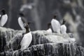 Colony of Guillemots Common Murres Royalty Free Stock Photo