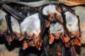 Colony of hanging bats in a cave. These flying mammals are using echolocation to navigate