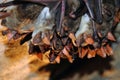 Colony of hanging bats in a cave. These flying mammals are using echolocation to navigate