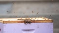 A Colony of Honeybees Apis mellifera in Bee Box