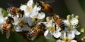 A colony of honeybees busily collecting pollen and nectar from flowers, concept of Insect communication, created with