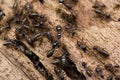 Colony of Hospitalitermes species of Termites on a rotten wooden log. brown color termites