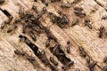 Colony of Hospitalitermes species of Termites on a rotten wooden log. brown color termites