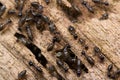 Colony of Hospitalitermes species of Termites on a rotten wooden log. brown color termites