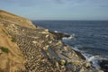 Colony of Imperial Shag of Carcass Island in the Falklands Royalty Free Stock Photo