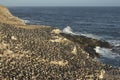 Colony of Imperial Shag of Carcass Island in the Falklands Royalty Free Stock Photo