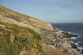 Colony of Imperial Shag of Carcass Island in the Falklands Royalty Free Stock Photo