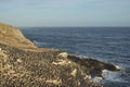 Colony of Imperial Shag of Carcass Island in the Falklands Royalty Free Stock Photo