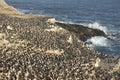 Colony of Imperial Shag of Carcass Island in the Falklands Royalty Free Stock Photo